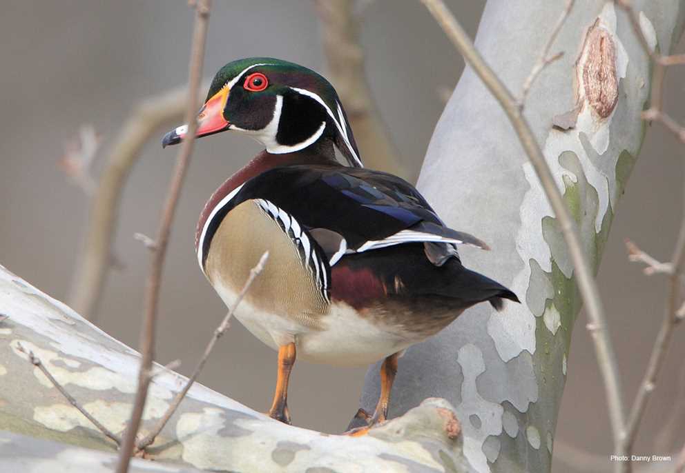 Wood Duck | Ducks Unlimited